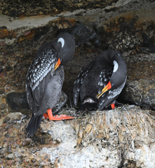 Poikilocarbo gaimardi