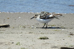 Calidris alba