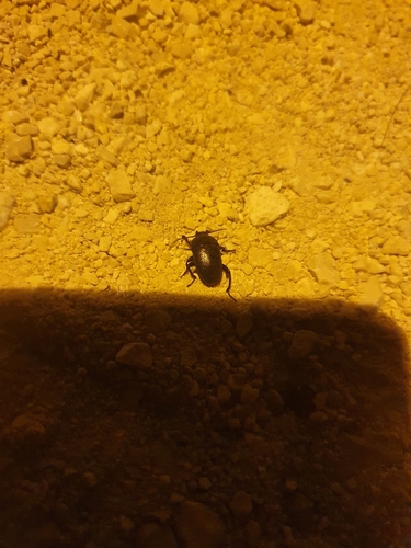 Tvrdokrilci (Coleoptera)