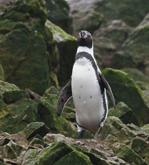 Spheniscus humboldti