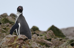 Spheniscus humboldti