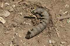 Proserpinus flavofasciata