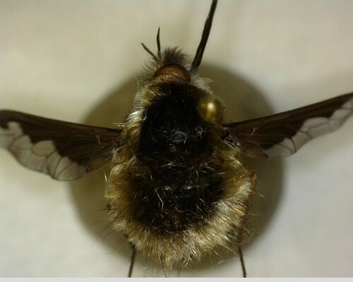iNaturalist observation photo of Greater Bee Fly