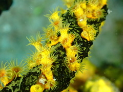 Parazoanthus swiftii