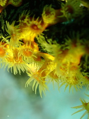 Parazoanthus swiftii