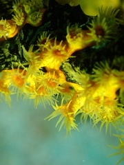 Parazoanthus swiftii