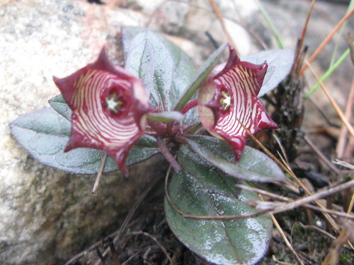 Ceropegia modestantha