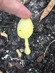 Leucocoprinus birnbaumii image