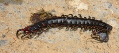 Scolopendra gigantea
