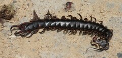 Scolopendra gigantea