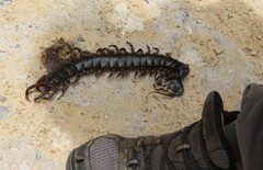 Scolopendra gigantea