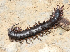 Scolopendra gigantea