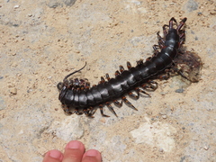 Scolopendra gigantea