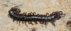 Scolopendra gigantea