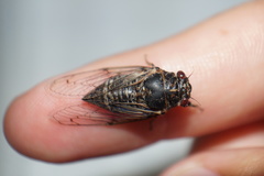 Cicadatra atra