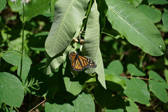 Danaus plexippus