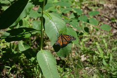 Danaus plexippus