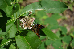 Danaus plexippus