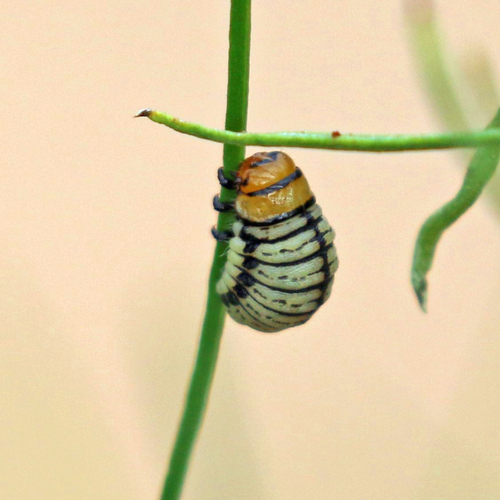 Burrobrush Leaf Beetle