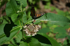 Danaus plexippus