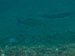 Ferdauia orthogrammus