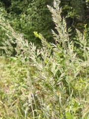 Calamagrostis cinnoides
