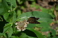 Danaus plexippus