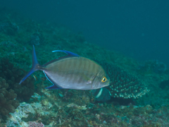 Ferdauia orthogrammus