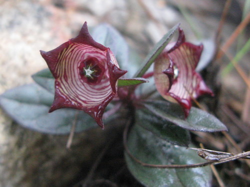 Ceropegia modestantha