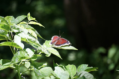 Nymphalis antiopa