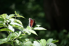 Nymphalis antiopa