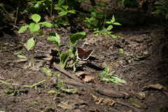 Nymphalis antiopa