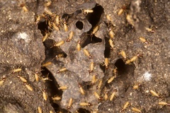 Nasutitermes corniger