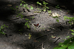 Nymphalis antiopa
