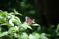 Nymphalis antiopa