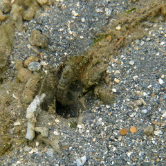 Cryptocentrus strigilliceps