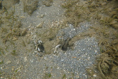 Cryptocentrus strigilliceps