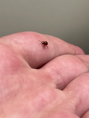 Gibbium aequinoctiale
