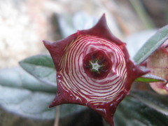 Brachystelma modestum