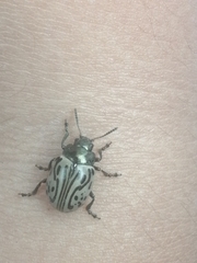 Calligrapha dislocata