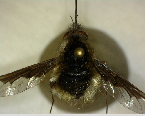iNaturalist observation photo of Greater Bee Fly