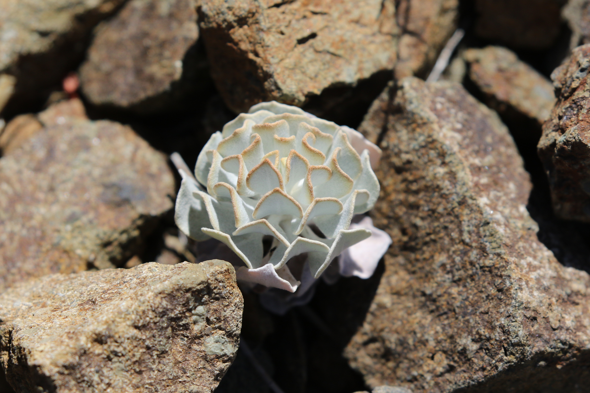 Eriogonum saxatile