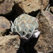 Eriogonum saxatile - Photo 由 Michael Hawk 所上傳的 (c) Michael Hawk，保留部份權利CC BY-NC