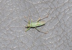 Nabis viridulus