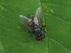 Musca autumnalis