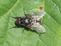 Musca autumnalis