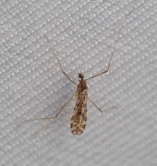 Ilisia maculata