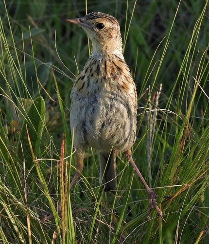 Ochre-breasted Pipit (Anthus nattereri), photo 8