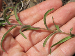 Castilleja pruinosa