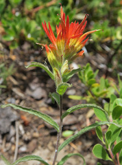 Castilleja pruinosa